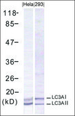 Anti-MAP1LC3A antibody produced in rabbit affinity isolated antibody