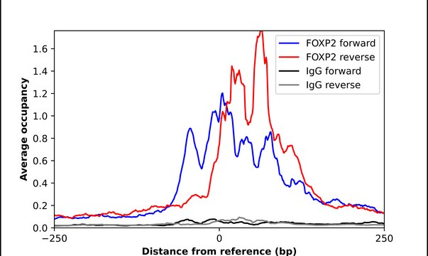 Anti-FOXP2 antibody produced in rabbit Prestige Antibodies® Powered by Atlas Antibodies, affinity isolated antibody