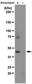 Anti-phospho-p38 (Thr180/Tyr182) Antibody, clone 6E5.2 clone 6E5.2, from mouse