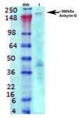 Monoclonal Anti-Eaac1 - Hrp antibody produced in mouse clone S180-41, purified immunoglobulin