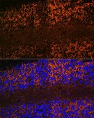 Anti-Aquaporin-4 (AQP4) antibody produced in rabbit