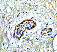 抗 ATF6 (ab1) 兔抗 affinity isolated antibody, buffered aqueous solution