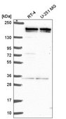 Anti-EHMT2 antibody produced in rabbit Prestige Antibodies® Powered by Atlas Antibodies, affinity isolated antibody