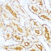 Anti-Aquaporin-1 (AQP1) antibody produced in rabbit