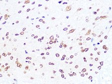 Anti-Lamin B2 antibody produced in rabbit