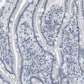 Anti-CNP antibody produced in rabbit Prestige Antibodies® Powered by Atlas Antibodies, affinity isolated antibody, buffered aqueous glycerol solution, Ab1
