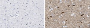 Anti-Neurogranin Antibody, clone 1D4 , ZooMAb® Rabbit Monoclonal recombinant, expressed in HEK 293 cells