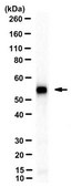Anti-ADA3 Antibody, clone 5C9/C8 clone 5C9/C8, from mouse