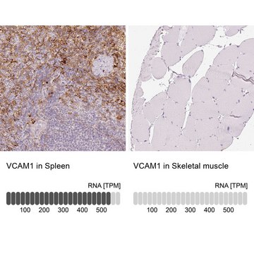 Anti-VCAM1 antibody produced in rabbit Prestige Antibodies® Powered by Atlas Antibodies, affinity isolated antibody, buffered aqueous glycerol solution