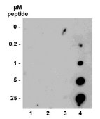 ChIPAb+ Trimethyl-Histone H3 (Lys36) - ChIP Validated Antibody and Primer Set, rabbit monoclonal from rabbit