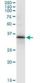 Monoclonal Anti-HOXC8 antibody produced in mouse clone 1H2, purified immunoglobulin, buffered aqueous solution