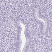 Anti-FATE1 antibody produced in rabbit Prestige Antibodies® Powered by Atlas Antibodies, affinity isolated antibody, buffered aqueous glycerol solution