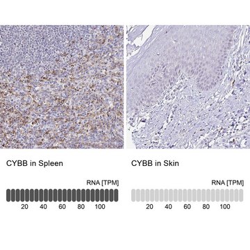 Anti-CYBB antibody produced in rabbit Prestige Antibodies® Powered by Atlas Antibodies, affinity isolated antibody, buffered aqueous glycerol solution