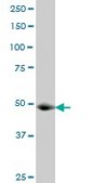 Monoclonal Anti-GCN5L2, (C-terminal) antibody produced in mouse clone 3F8, purified immunoglobulin, buffered aqueous solution