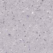 Anti-PMCH antibody produced in rabbit Prestige Antibodies® Powered by Atlas Antibodies, affinity isolated antibody