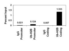 ChIPAb+ 泛素化组蛋白H2B - ChIP验证的抗体和引物组 clone 56, from mouse, purified by using protein G