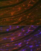 Anti-Dystrophin Antibody, clone 10G10K7, Rabbit Monoclonal