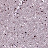 Anti-SOX10 antibody produced in rabbit Prestige Antibodies® Powered by Atlas Antibodies, affinity isolated antibody
