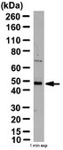 Anti-Fox-3 Antibody from rabbit, purified by affinity chromatography