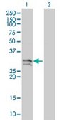Monoclonal Anti-NT5E antibody produced in mouse clone 4C4-2B5, purified immunoglobulin, buffered aqueous solution