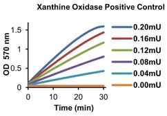 Xanthine Oxidase from bovine milk Grade III, ammonium sulfate suspension, ≥0.8 units/mg protein