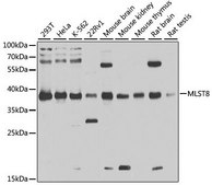 Anti-MLST8 antibody produced in rabbit