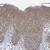 Anti-CASP4 antibody produced in rabbit Prestige Antibodies® Powered by Atlas Antibodies, affinity isolated antibody, buffered aqueous glycerol solution