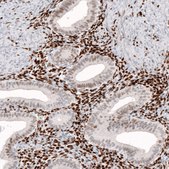 Monoclonal Anti-KLF4 antibody produced in mouse Prestige Antibodies® Powered by Atlas Antibodies, clone CL5785, purified immunoglobulin, buffered aqueous glycerol solution