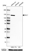 Anti-ACLY antibody produced in rabbit Prestige Antibodies® Powered by Atlas Antibodies, affinity isolated antibody, buffered aqueous glycerol solution