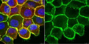 抗-整合素β1，克隆AIIB2（无叠氮化物）抗体 clone AIIB2, 1 mg/mL, from rat