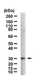 Anti-DARPP-32 Antibody, clone 1D22 ZooMAb® Rabbit Monoclonal recombinant, expressed in HEK 293 cells