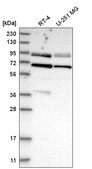 Anti-DVL2 antibody produced in rabbit Prestige Antibodies® Powered by Atlas Antibodies, affinity isolated antibody