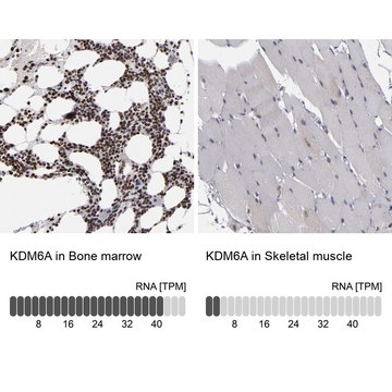 ANTI-KDM6A antibody produced in rabbit Prestige Antibodies® Powered by Atlas Antibodies, affinity isolated antibody, buffered aqueous glycerol solution