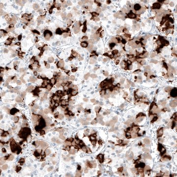 Monoclonal Anti-PRL antibody produced in mouse Prestige Antibodies® Powered by Atlas Antibodies, clone CL6559, purified immunoglobulin, buffered aqueous glycerol solution
