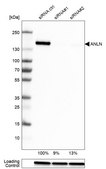 Monoclonal Anti-ANLN antibody produced in mouse Prestige Antibodies® Powered by Atlas Antibodies, clone CL0303, purified immunoglobulin, buffered aqueous glycerol solution