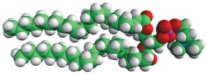22:0 PC 1,2-dibehenoyl-sn-glycero-3-phosphocholine, chloroform