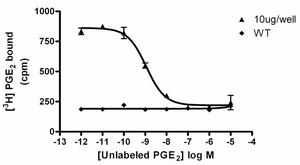 ChemiScreen Membrane Preparation Recombinant Human EP4 Prostanoid Receptor Human EP4 GPCR membrane preparation for Radioligand binding Assays &amp; GTPγS binding.
