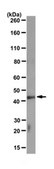 Anti-S1PR4/EDG6 Antibody, clone 16B9.1 clone 16B9.1, from mouse