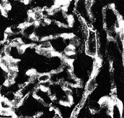 抗整合素α5抗体，CT，细胞内 serum, Chemicon®