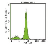 Anti-CD28 Antibody, clone 15E8 clone 15E8, Chemicon®, from mouse