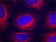 Anti-α-Tubulin antibody, Mouse monoclonal clone AA13, purified from hybridoma cell culture