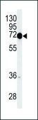 ANTI-COXI (CENTER) antibody produced in rabbit IgG fraction of antiserum, buffered aqueous solution