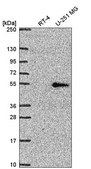Anti-NR1D2 antibody produced in rabbit Prestige Antibodies® Powered by Atlas Antibodies, affinity isolated antibody