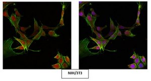 Anti-ATM Antibody Upstate®, from rabbit