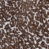 Anti-MTFR1 antibody produced in rabbit Prestige Antibodies® Powered by Atlas Antibodies, affinity isolated antibody, buffered aqueous glycerol solution