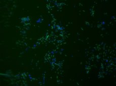 Akkermansia muciniphila FISH probe-ATTO488 Probe for fluorescence in situ hybridization (FISH), 20µM in water