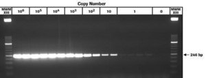 Transcriptor 一步法 RT-PCR 试剂盒 sufficient for 50 reactions, sufficient for 150 reactions, suitable for RT-qPCR, suitable for RT-PCR, hotstart