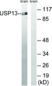 Anti-USP13 antibody produced in rabbit affinity isolated antibody