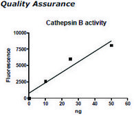 Cathepsin B Active 人 recombinant, expressed in FreeStyle™ 293-F cells, ≥90% (SDS-PAGE)