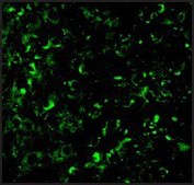 Anti-Akt1 antibody produced in rabbit affinity isolated antibody, buffered aqueous solution